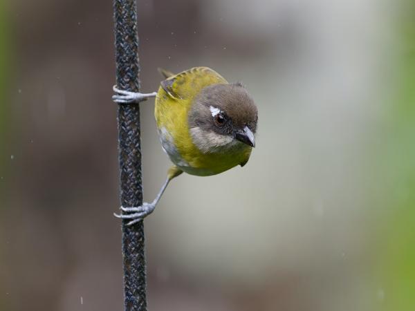 <h3><a href="/trips/costa-rica/biota/animalia/chordata/aves/040 passeriformes/126 emberizidae/chlorospingus flavopectus/chlorospingus flavopectus-nl.html">Chlorospingus&nbsp;flavopectus</a> / Common&nbsp;bush&nbsp;tanager / Briltangare</h3>OM-1 Mark II met OLYMPUS M.150-400mm F4.5, 1/1000 sec  bij F4.5, ISO 10000, afstand 6.43&nbsp;m